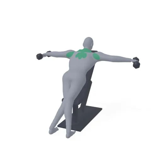 Reverse Dumbbell Flyes on Incline Bench demo
