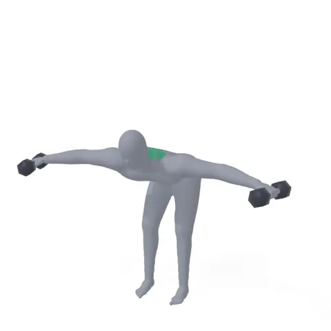 Reverse Dumbbell Fly demo