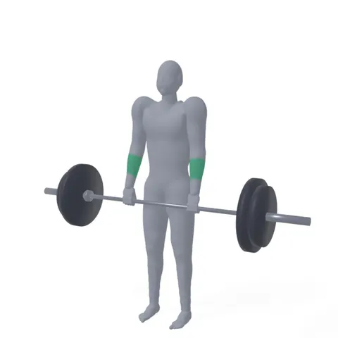 Barbell Shrug demo