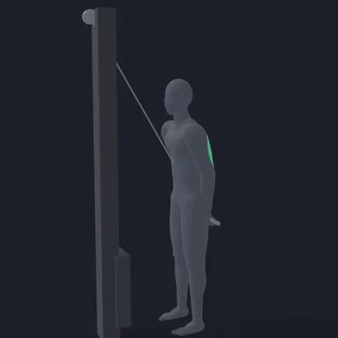 Tricep Pushdown demo