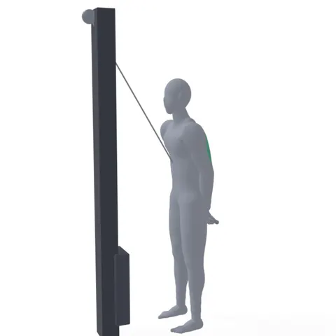 Tricep Pushdown demo